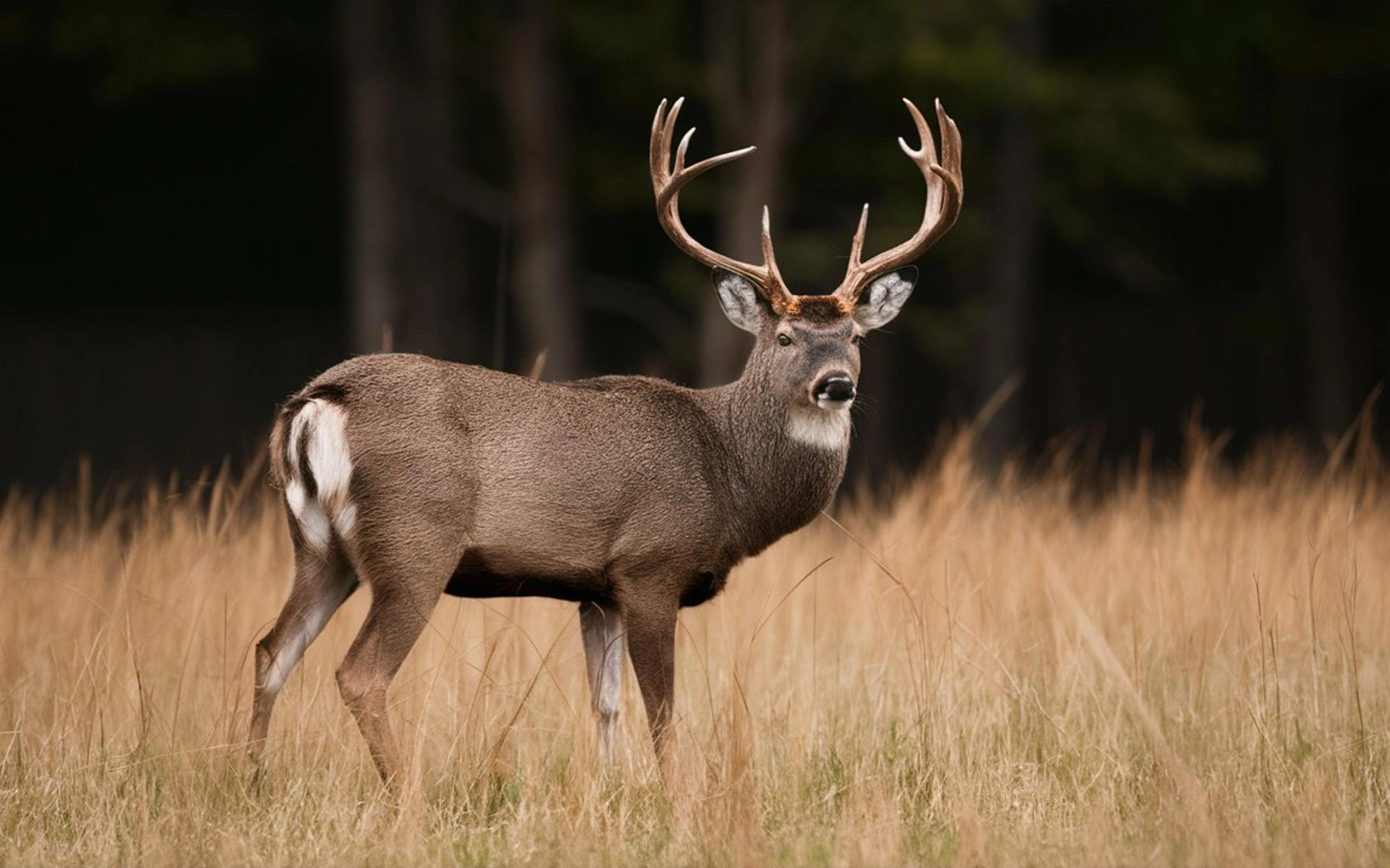 Wearing Camo Accessories for Early Autumn Deer Hunting in Maine