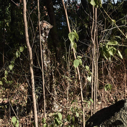 LOOGU Poncho Style Ghillie Suit 3D Leaf Super Tree Camo